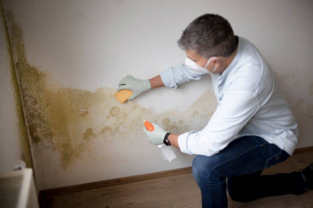 Best Real Estate Mold Inspection  in Hubbard, OR